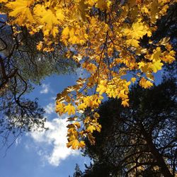 Low angle view of tree against sky during autumn