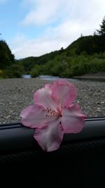 Close-up of pink flowers against the sky