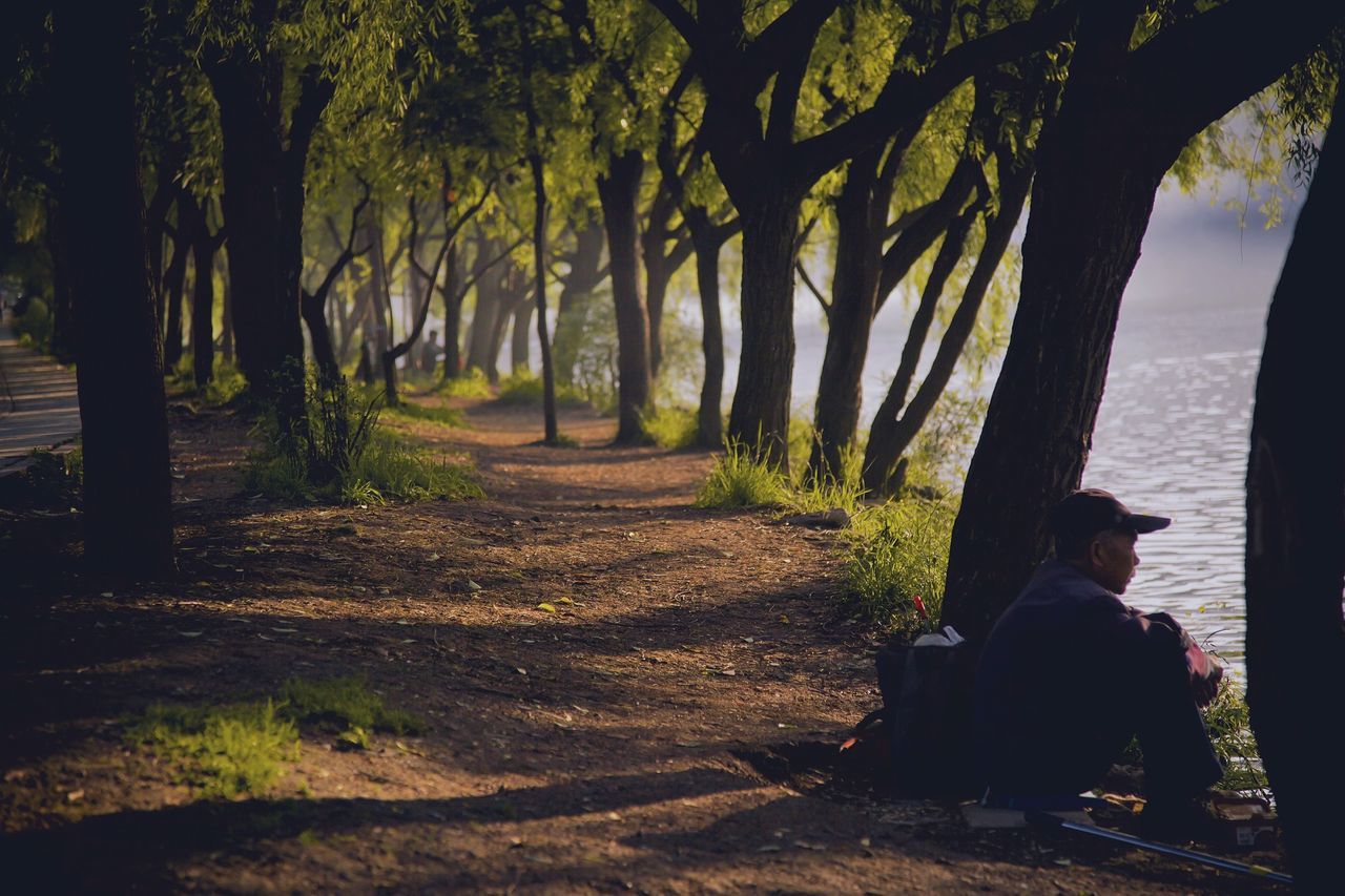 tree, tranquility, tree trunk, tranquil scene, scenics, nature, water, sea, beauty in nature, growth, sunlight, shadow, the way forward, sky, idyllic, branch, beach, outdoors, silhouette, footpath