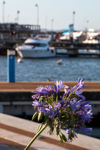 Close-up of purple flowering plant in sea