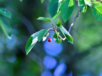 Close-up of berries growing on tree