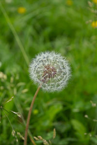 Close-up of dandelion