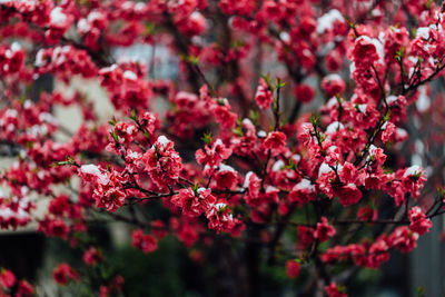 A rare capture of plum blossom with snow