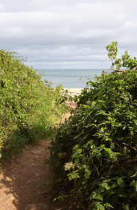 Plants by sea against sky