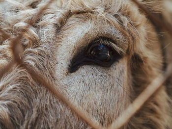 Donkey eye seeing through the grid