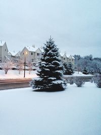 Snow covered trees in city