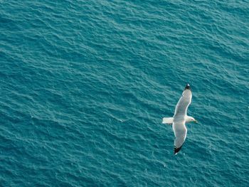 High angle view of seagull flying over sea