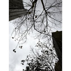 Low angle view of bare trees against sky