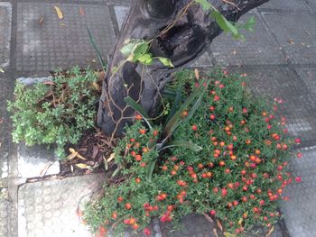 plant