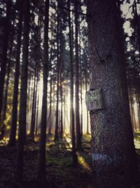 Close-up of tree trunk in forest