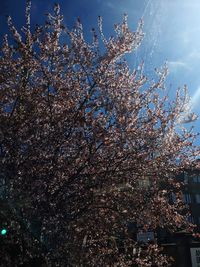 Low angle view of cherry blossoms against sky