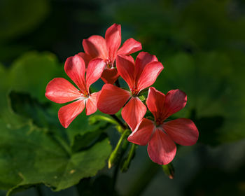 Close-up of red flowering plant