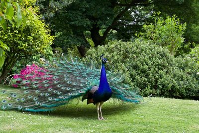 View of peacock