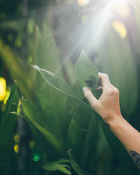 Close-up of hand holding leaves