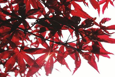 Low angle view of red maple tree