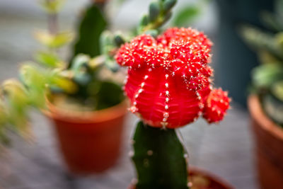 Close-up of red flower pot on potted plant