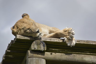 Low angle view of a cat on wood against sky