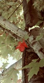 Leaves on tree trunk