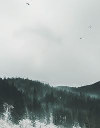 Low angle view of birds flying against sky