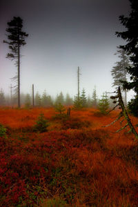 Scenic view of forest against sky during autumn