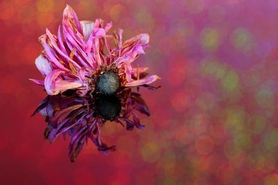 Close-up of wilted pink flower on glass table