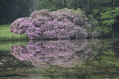 Reflection of purple blooming flowers in lake