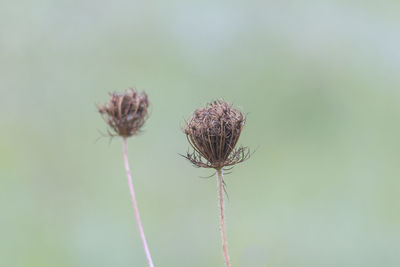 Close-up of wilted thistle