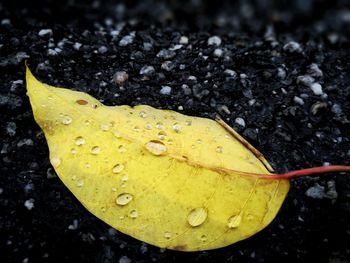 Close-up of raindrops on leaf