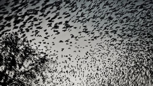 Low angle view of birds flying against sky