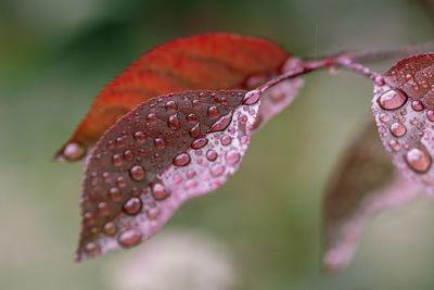Close-up of raindrops on wet leaves