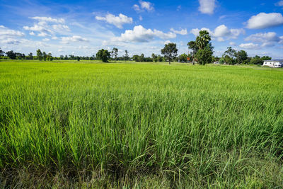 Scenic view of field against sky