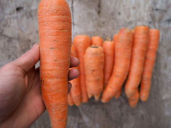 Cropped image of hand holding carrot