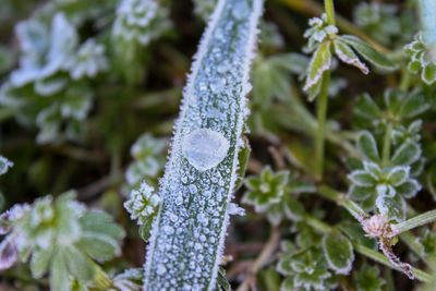 Close-up of frost on plant during winter