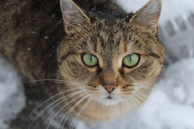 Close-up portrait of cat