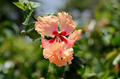 Close-up of pink hibiscus flower