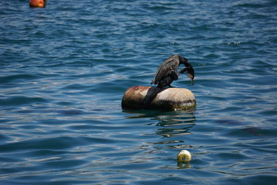 Duck swimming in lake