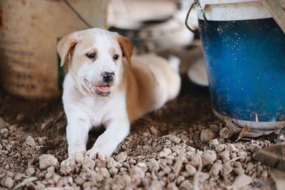 Portrait of white dog