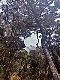 Trees growing in forest against sky