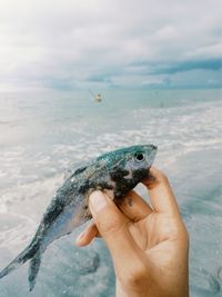 Close-up of man hand holding fish against sky