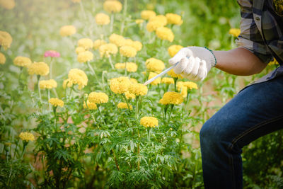 Low section of person holding flowering plants on field