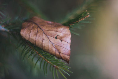 Close-up of dried leaves on plant