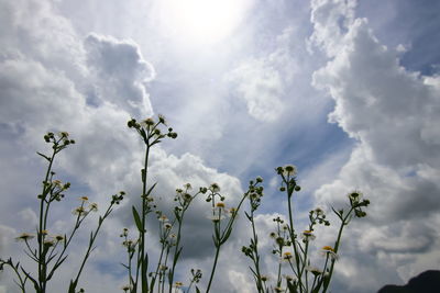 Low angle view of flowers against sky