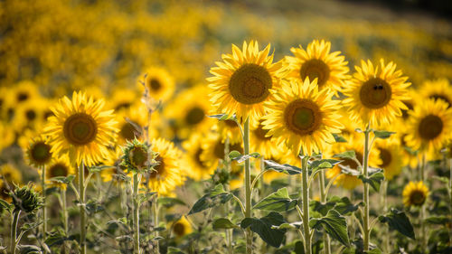 Close-up of sunflower on field