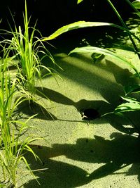 Close-up of a shadow of a young plant