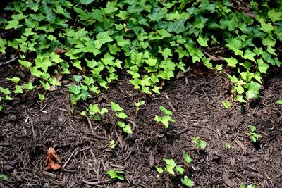 High angle view of plants growing on field