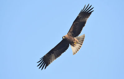 Low angle view of eagle flying in sky