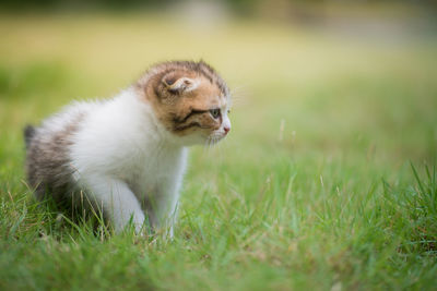 Scottish fold kitten walking on grass