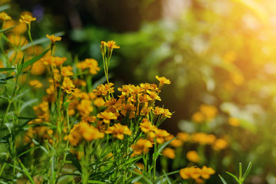 Close-up of yellow flowering plant