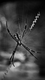 Close-up of spider on web