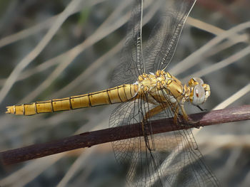 Close-up of dragonfly on plant